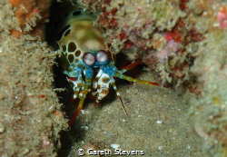 A peacock mantis shrimp shot in Ponta do Ouro, Southern M... by Gareth Stevens 